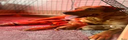 Labrador Retriever dogs for sale: KC Registered Fox Red Labrador Puppies - Advert 1