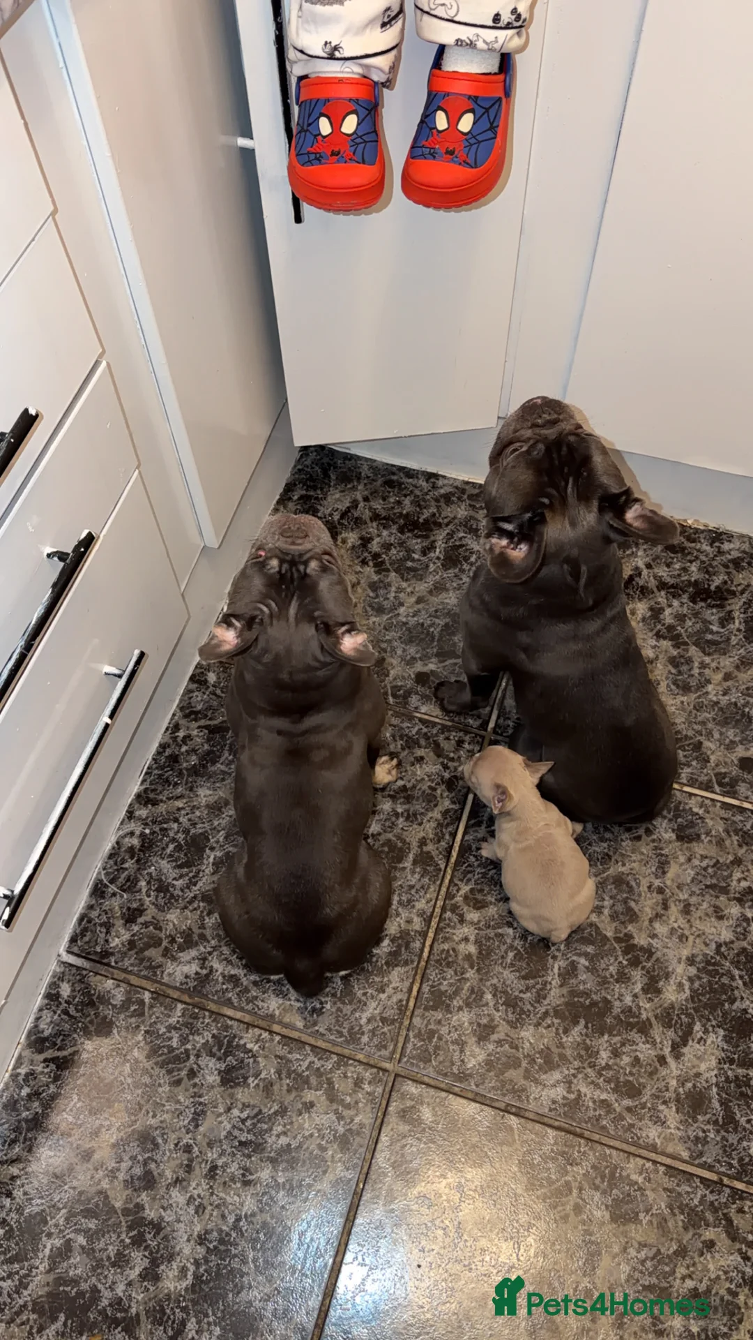 French Bulldog dogs for stud: GORGEOUS BLUE AND WHITE PROVEN STUD - Advert 3