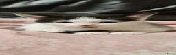 Mixed Breed cats for sale: Cuddly kitten ready for a new home  - Advert 6
