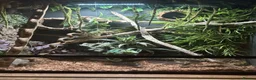 Rat Snake reptiles for sale: Taiwanese beauty rat snake in Oldham - Advert 5