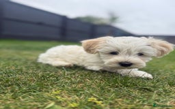 Maltipoo dogs for sale: Beautifull Maltipoo Last Boy left healthy check  - Image 9
