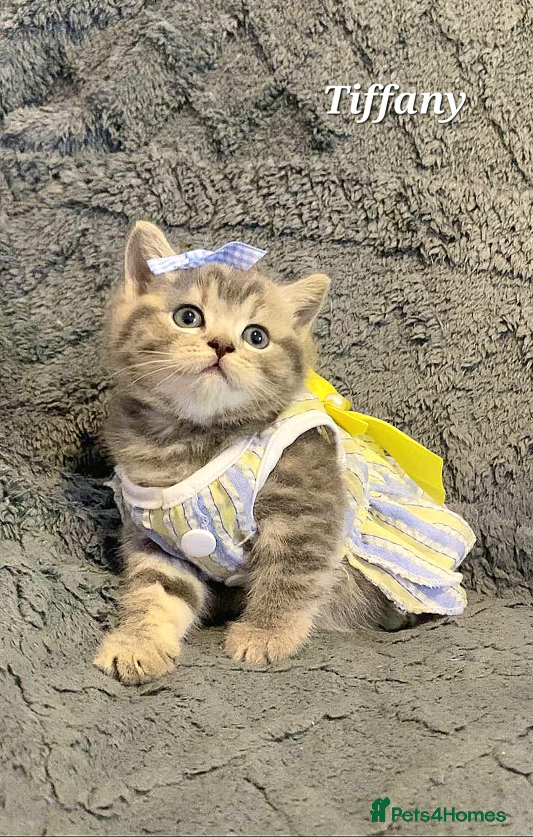 British Shorthair cats for sale: Little princess 👸  - Advert 9