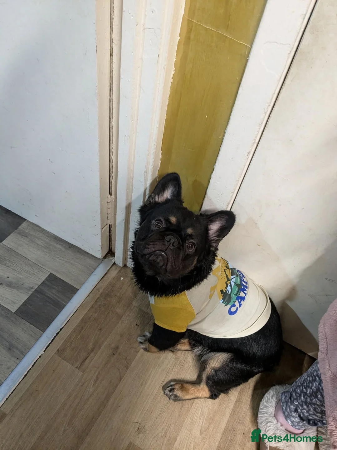 French Bulldog dogs for stud: Max for a stud  - Advert 1