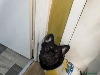 French Bulldog dogs Max for a stud - Advert 2