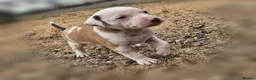 Mixed Breed dogs for sale: Lurcher bull puppies for sale - Advert 14