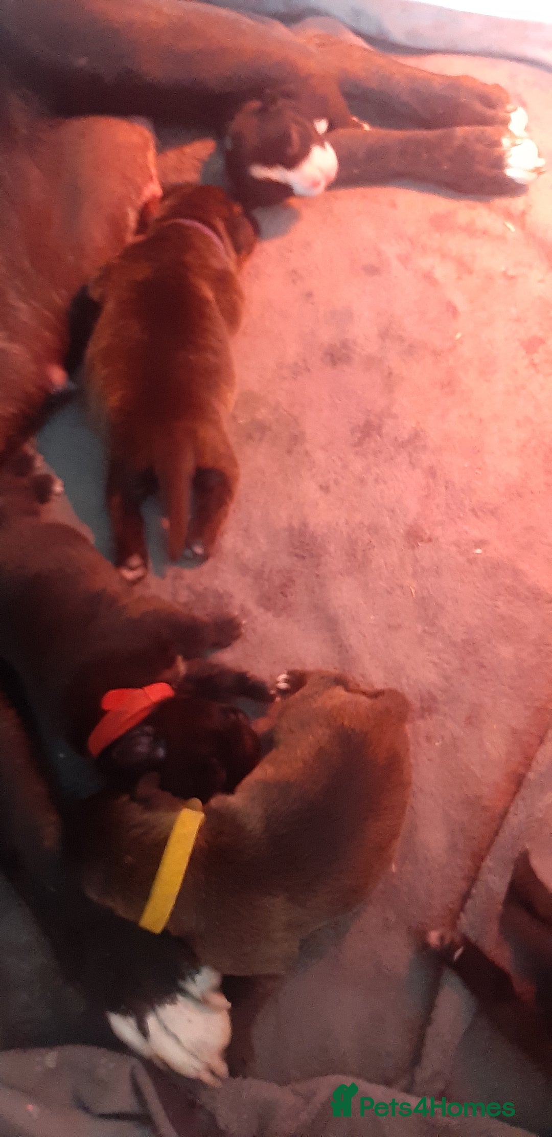 Mixed Breed dogs for sale: Staff x american bullsog x blue staff - Image 3