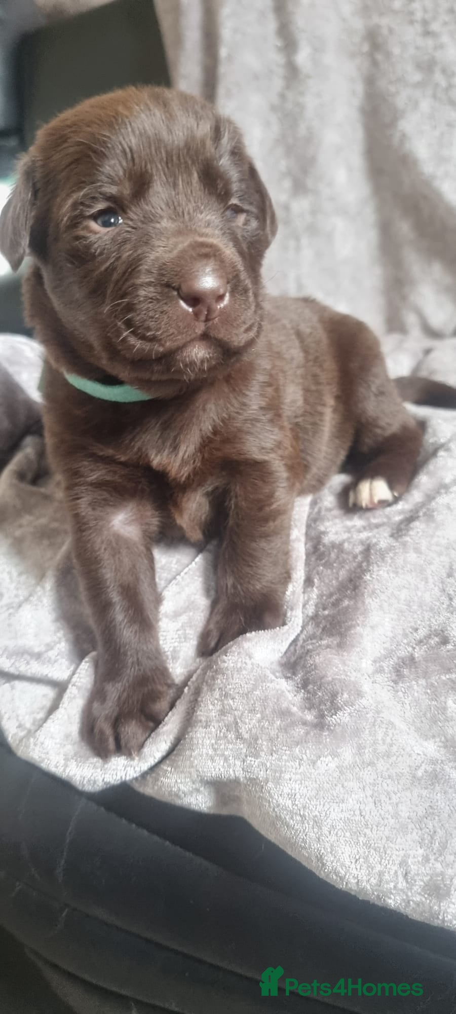 Mixed Breed dogs Newfador lab x newfie - Advert 17