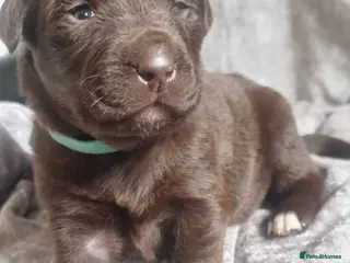 Mixed Breed dogs Newfador lab x newfie - Advert 2