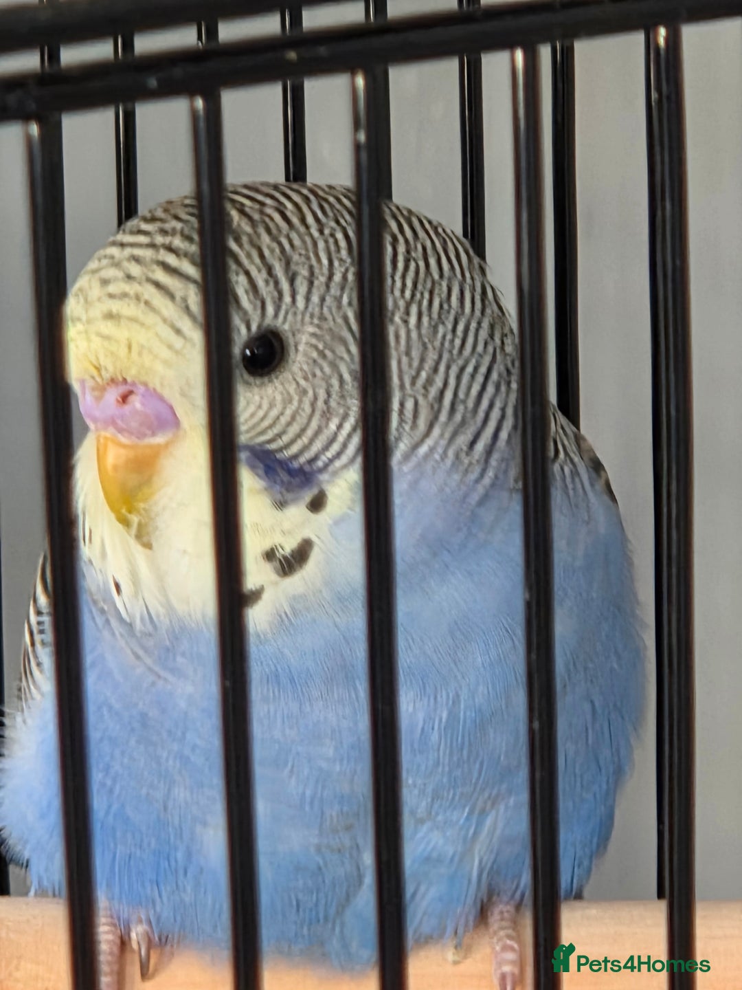 Budgerigars birds for sale: X2 budgies and large cage - Advert 3
