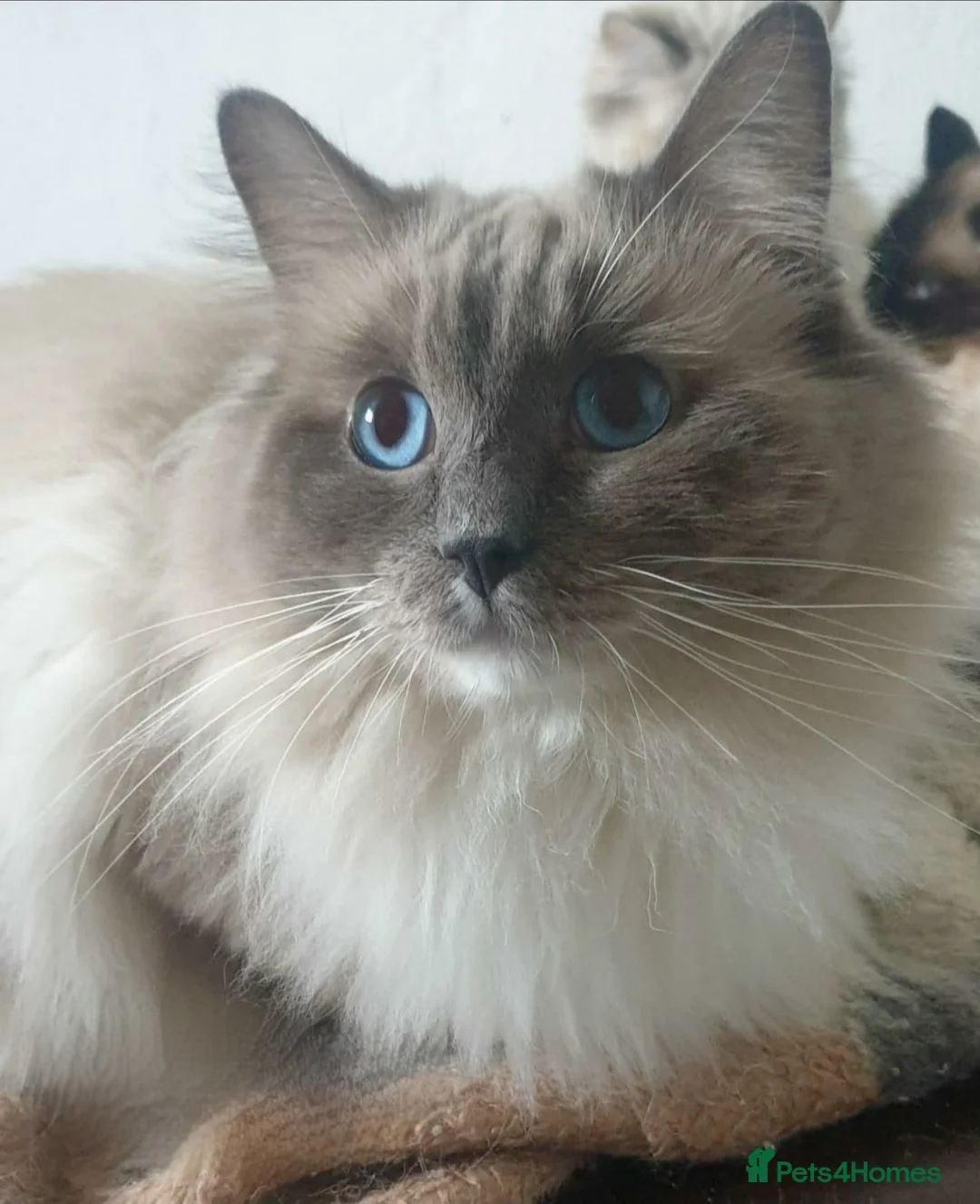 Ragdoll cats for stud: ❤️Magnificent GCCF Active Registered Stud❤️ - Advert 1