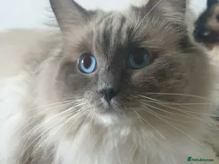 Ragdoll cats ❤️Magnificent GCCF Active Registered Stud❤️ - Advert 9