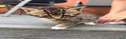 Mixed Breed cats for sale: Beautiful kitten’s  - Advert 8