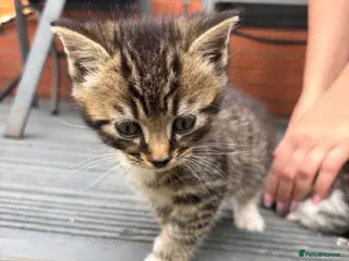 Mixed Breed cats Beautiful kitten’s - Advert 1