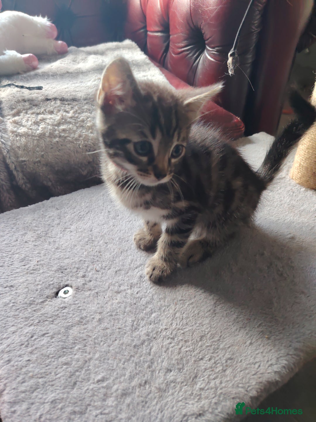 Bengal cats for sale: Bengal x Ragdoll kittens  - Image 20