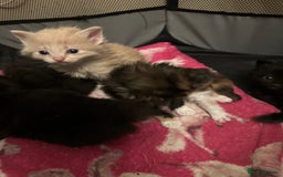 Ragdoll cats for sale: Ragdoll x Russian blue kittens  - Image 9