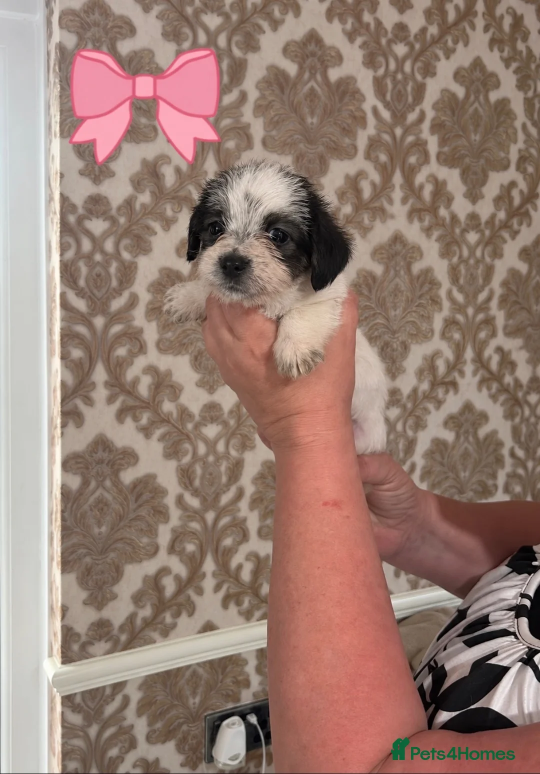 Mixed Breed dogs for sale: Beautiful Jack Russel x Shih Tzu - Advert 9