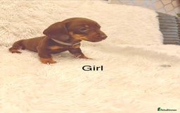 Miniature Dachshund dogs for sale: Miniature Dachshund Puppies  - Advert 9