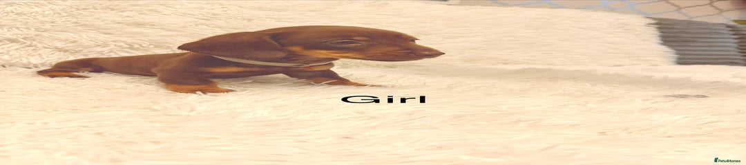 Miniature Dachshund Puppy 4