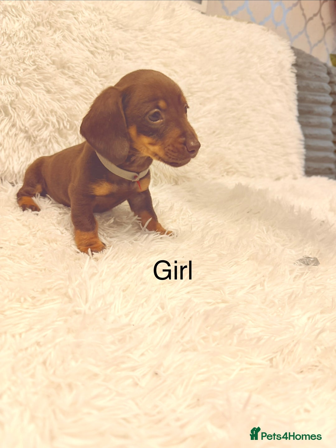 Miniature Dachshund dogs for sale: Miniature Dachshund Puppies  - Advert 9
