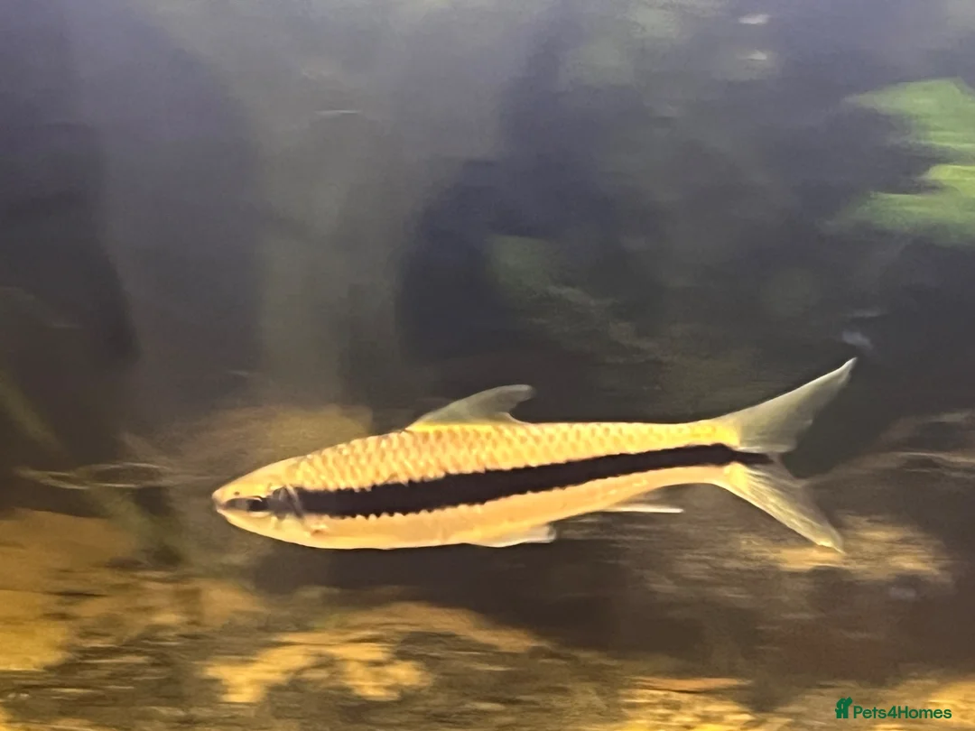 Koi Carp fish for sale: True Siamese Algae Eater Fish (Approx 6”) in Eastbourne - Advert 2