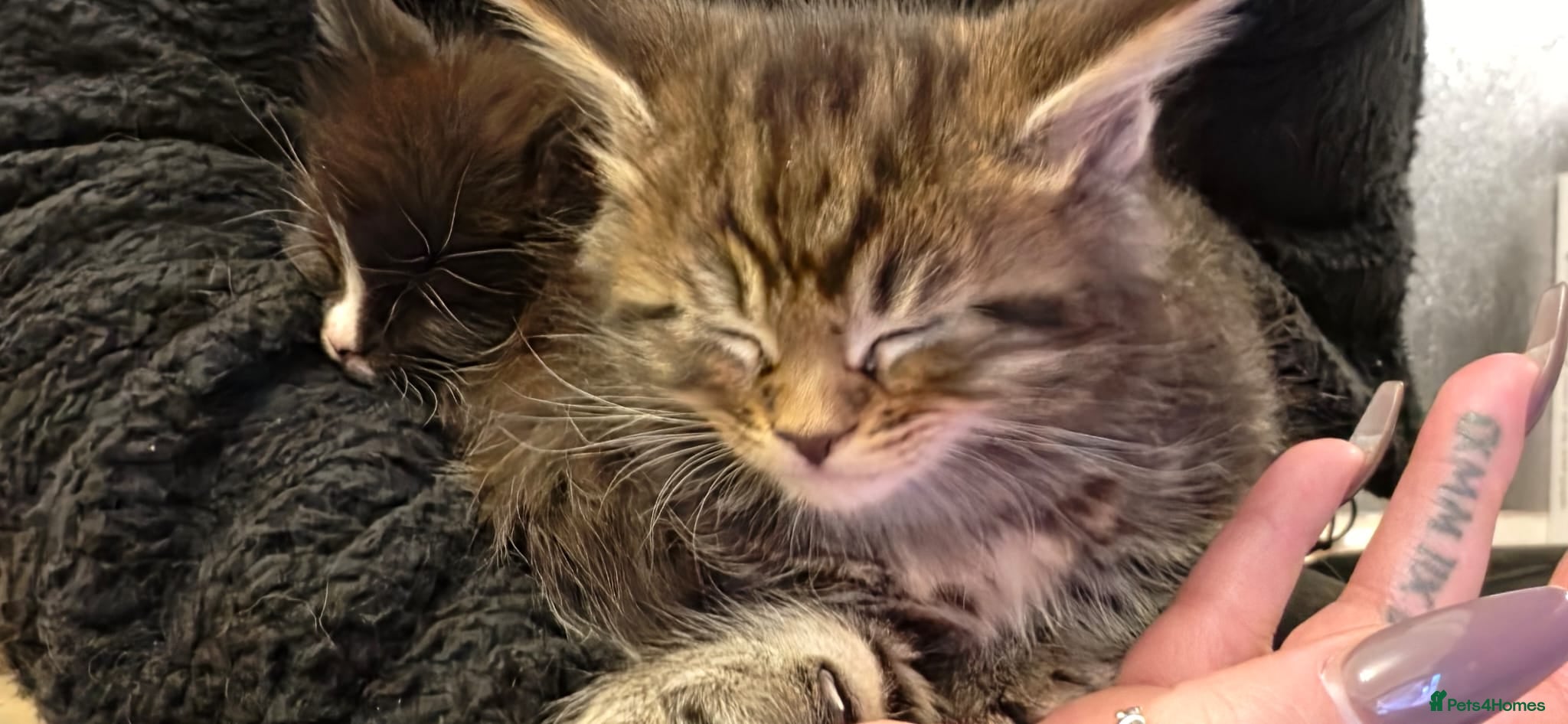 Maine Coon cats Maine Coon kittens  - Advert 2