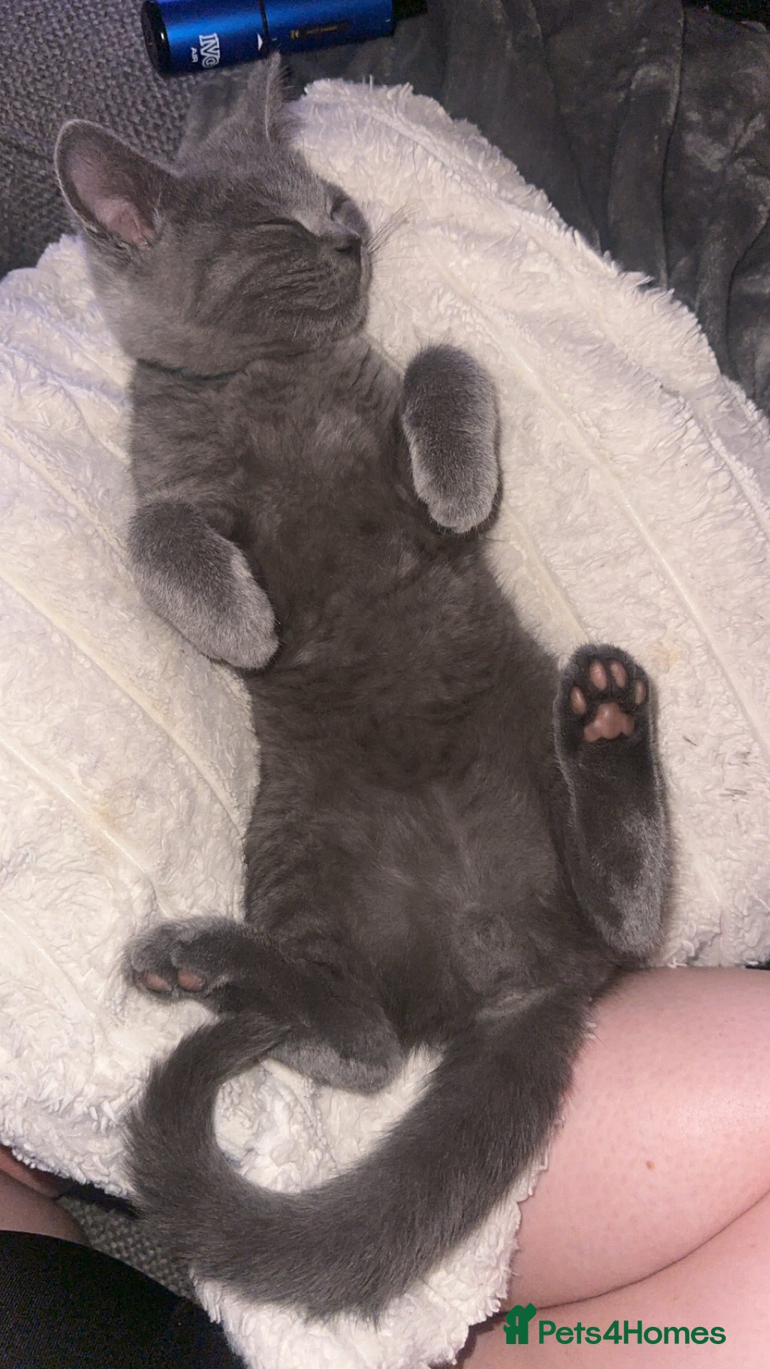 British Shorthair cats for sale: Grey (Blue) British ShortHair Male - Image 2