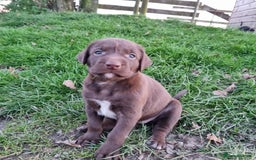 Mixed Breed dogs for sale: Collie cross rough haired Hungarian viszler  - Image 24