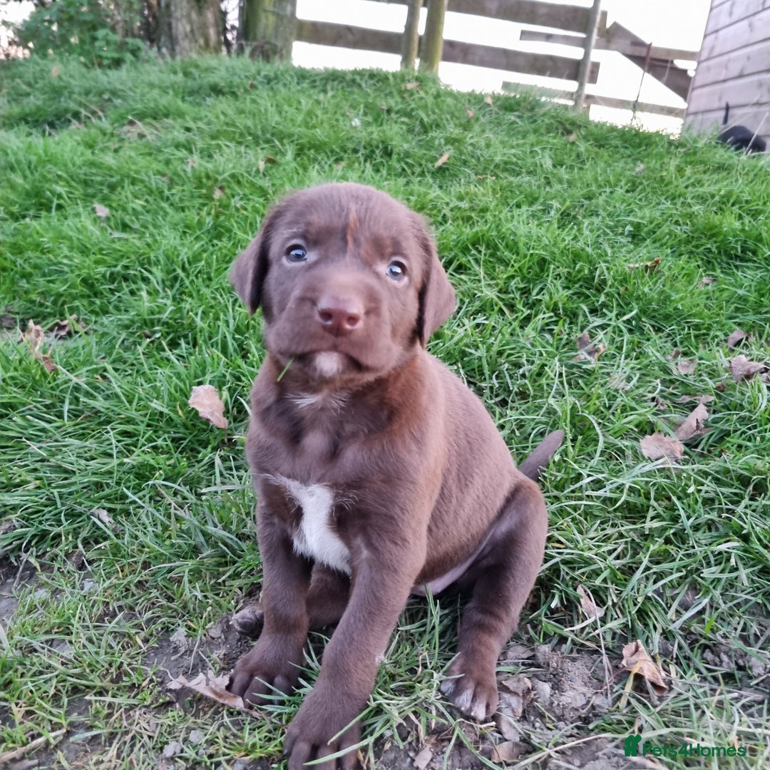 Mixed Breed dogs for sale: Collie cross rough haired Hungarian viszler  - Image 24