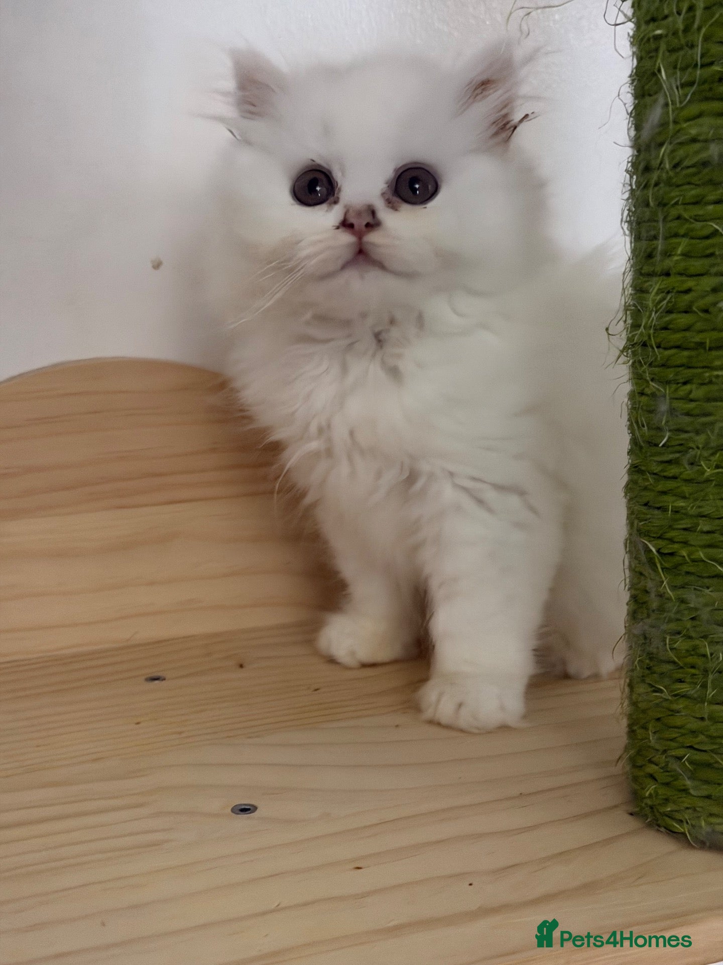 British Longhair cats Beautiful British Longhair Kittens – Boy & Girl - Advert 2