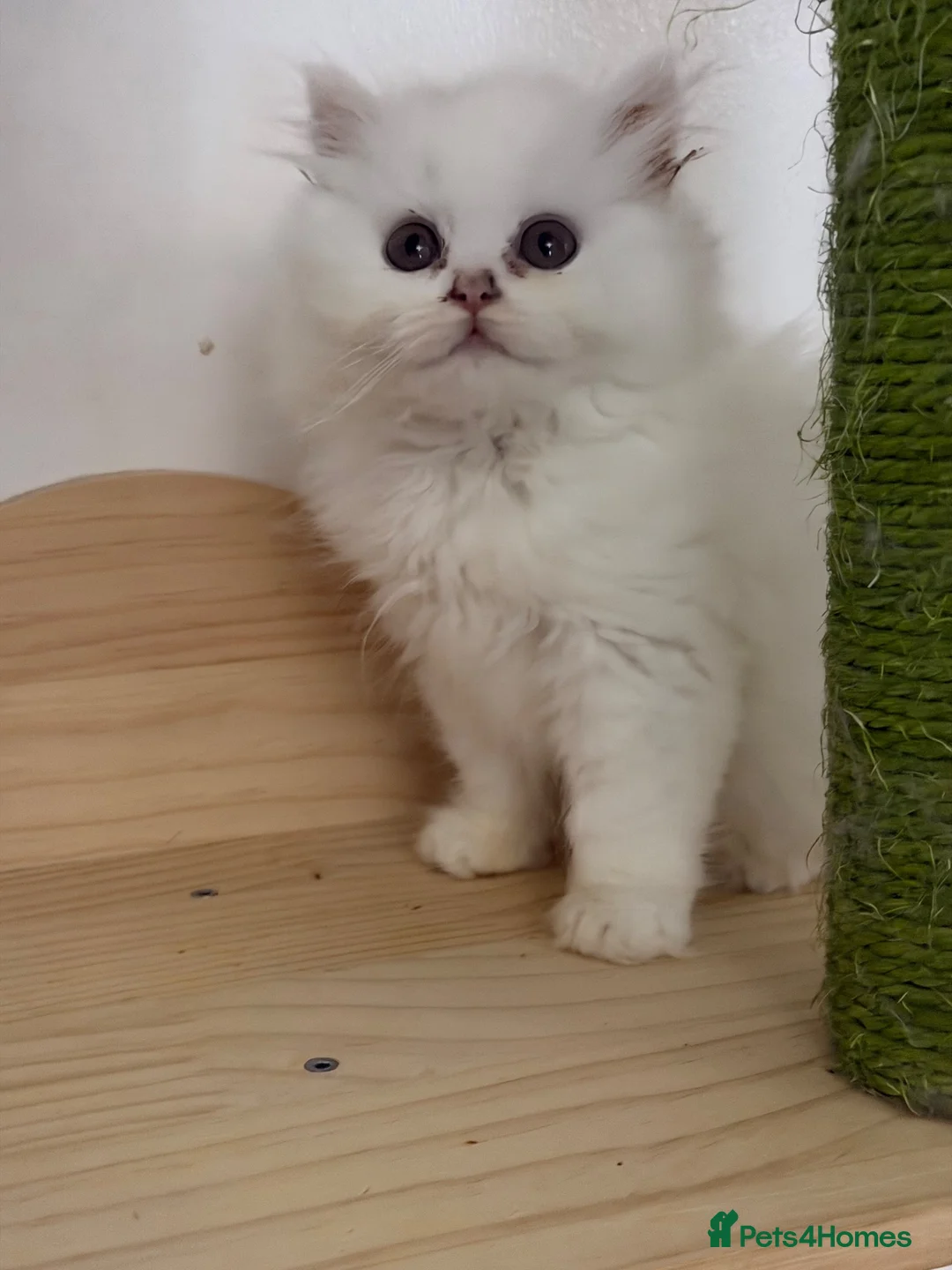 British Longhair cats for sale: Beautiful British Longhair Kittens – Boy & Girl - Advert 1