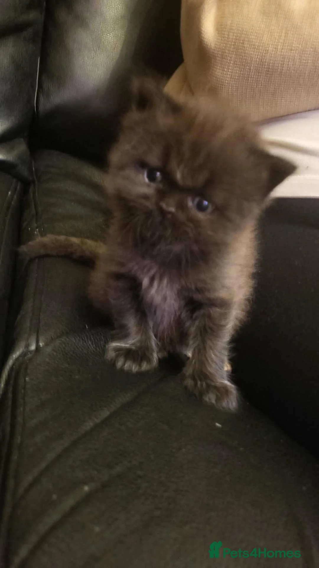 Mixed Breed cats for sale: Beautiful persian cross kittens  - Advert 11