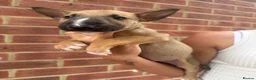 English Bull Terrier dogs for sale: ENGLISH BULL TERRIER PUPPYS - Advert 20