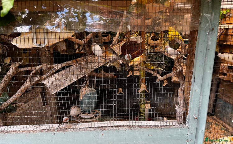 Finches birds for sale - Advert 16