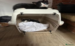 Domestic Shorthair cats for sale: beautiful tabby and black and white kittens - Image 8