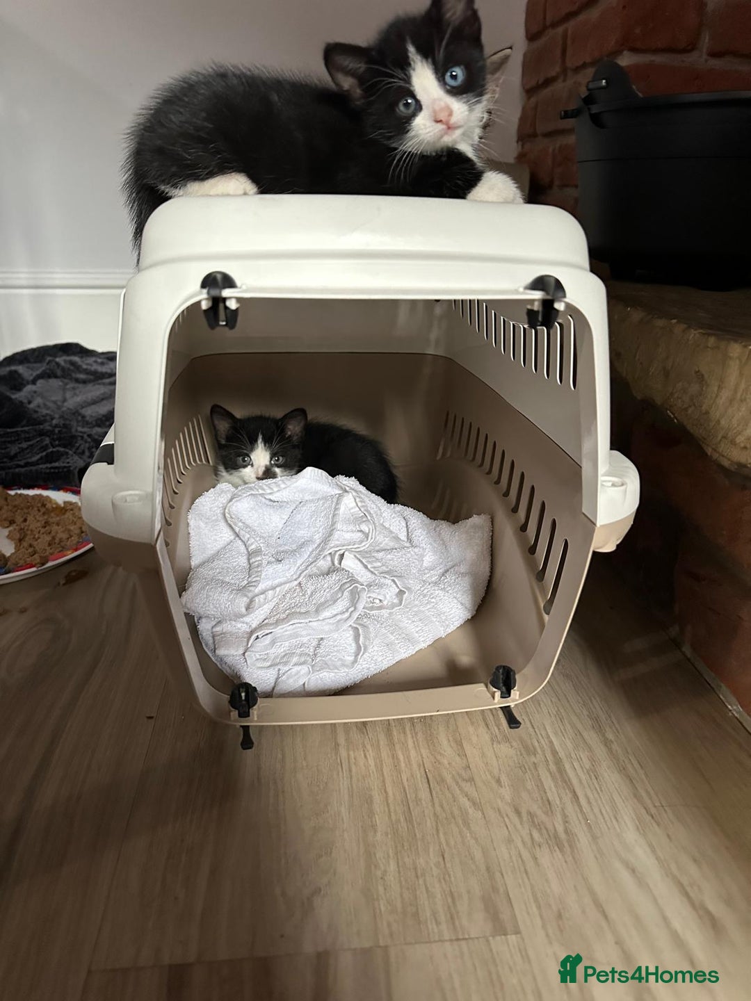 Domestic Shorthair cats for sale: beautiful tabby and black and white kittens - Image 8