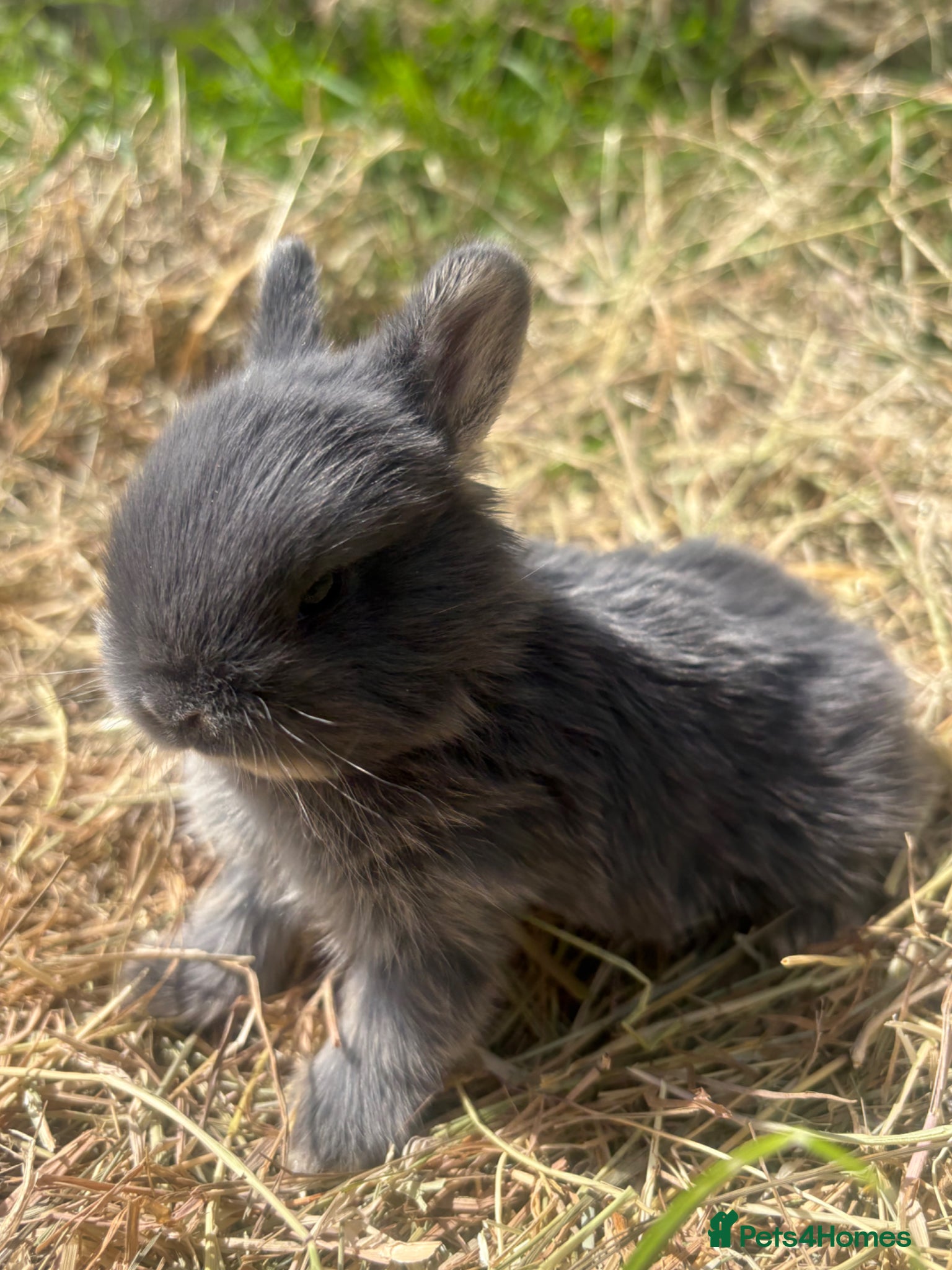 Netherland Dwarf rabbits Sweet Netherland dwarf bunnies  - Advert 15
