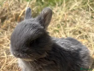 Netherland Dwarf rabbits Sweet Netherland dwarf bunnies - Advert 3