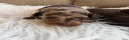Toy Poodle dogs for sale: E ** tensively health tested toy poodles  in Romford - Advert 4