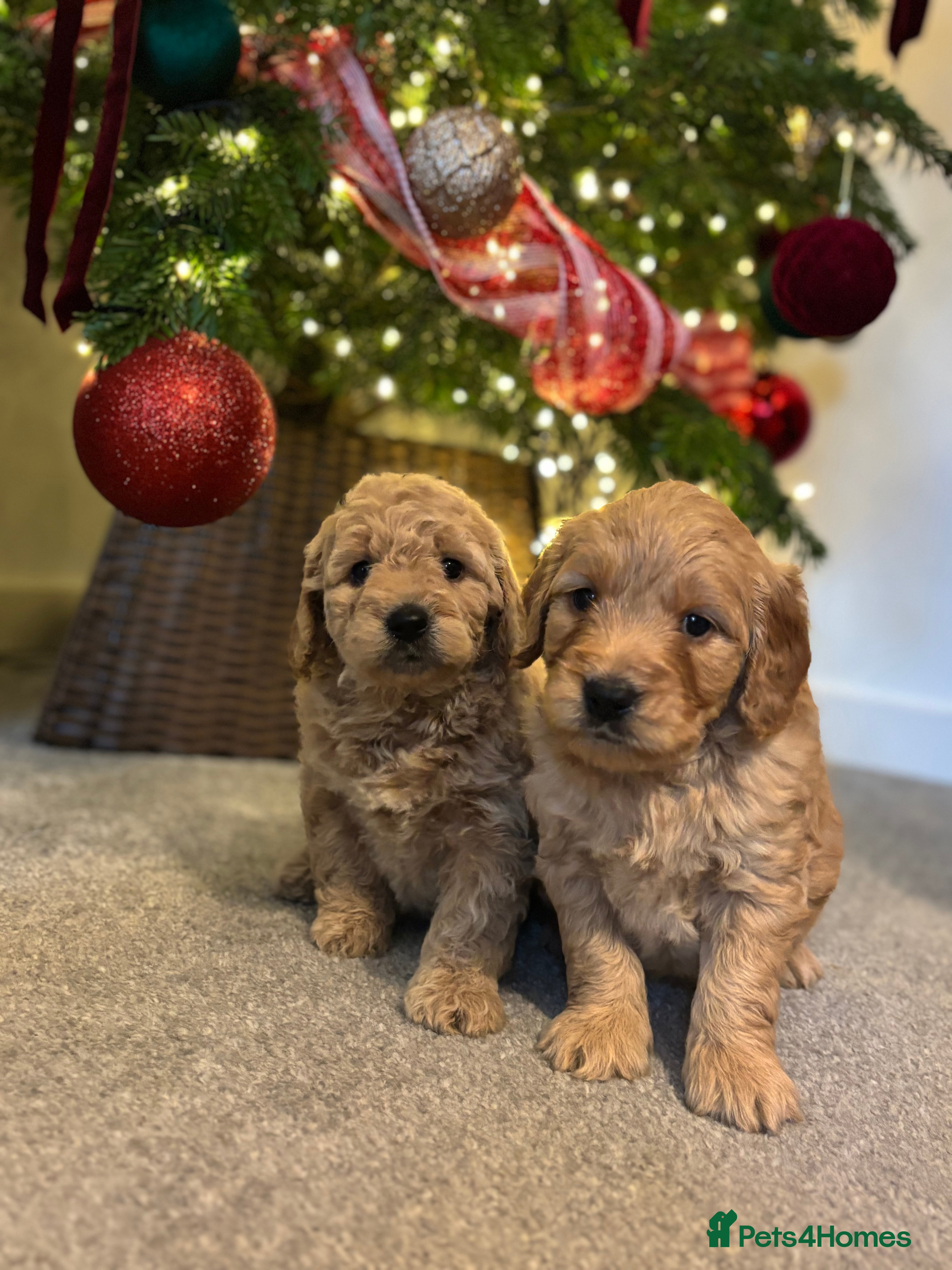 Mini Goldendoodle dogs F2 mini golden doodle puppies.  - Advert 2
