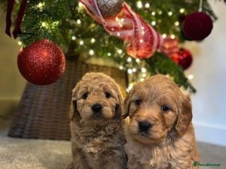 Mini Goldendoodle dogs F2 mini golden doodle puppies. - Advert 6