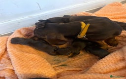 Miniature Dachshund dogs for sale: Kc registered health tested miniature dachshund  - Image 5