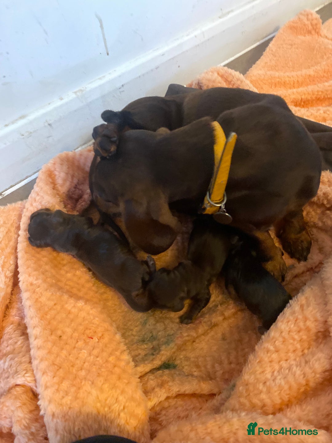 Miniature Dachshund dogs for sale: Kc registered health tested miniature dachshund  - Image 5