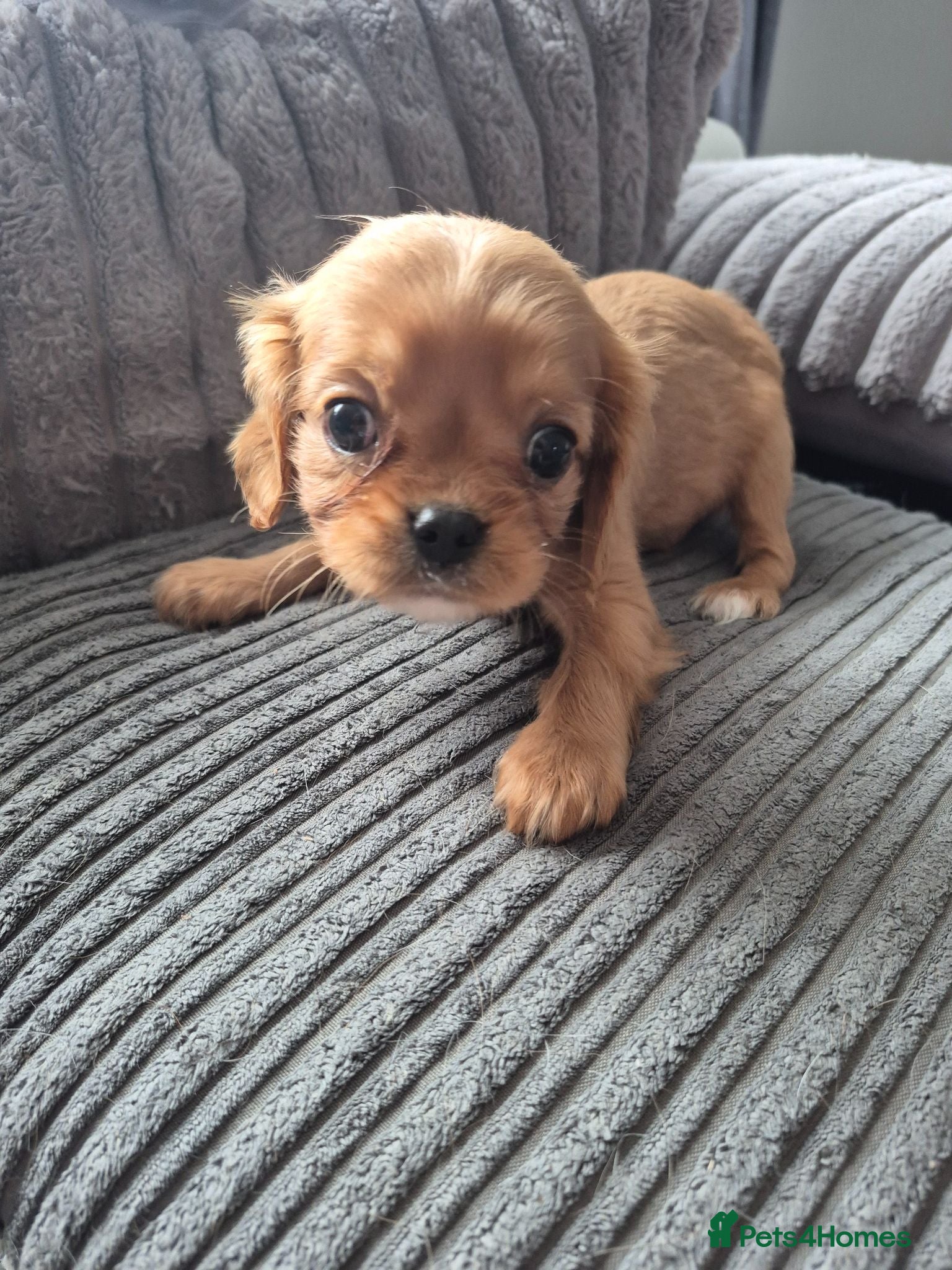 King Charles Spaniel dogs king charles cavalier pups READY NOW - Advert 3