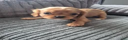 King Charles Spaniel dogs for sale: king charles cavalier pups READY NOW - Advert 2