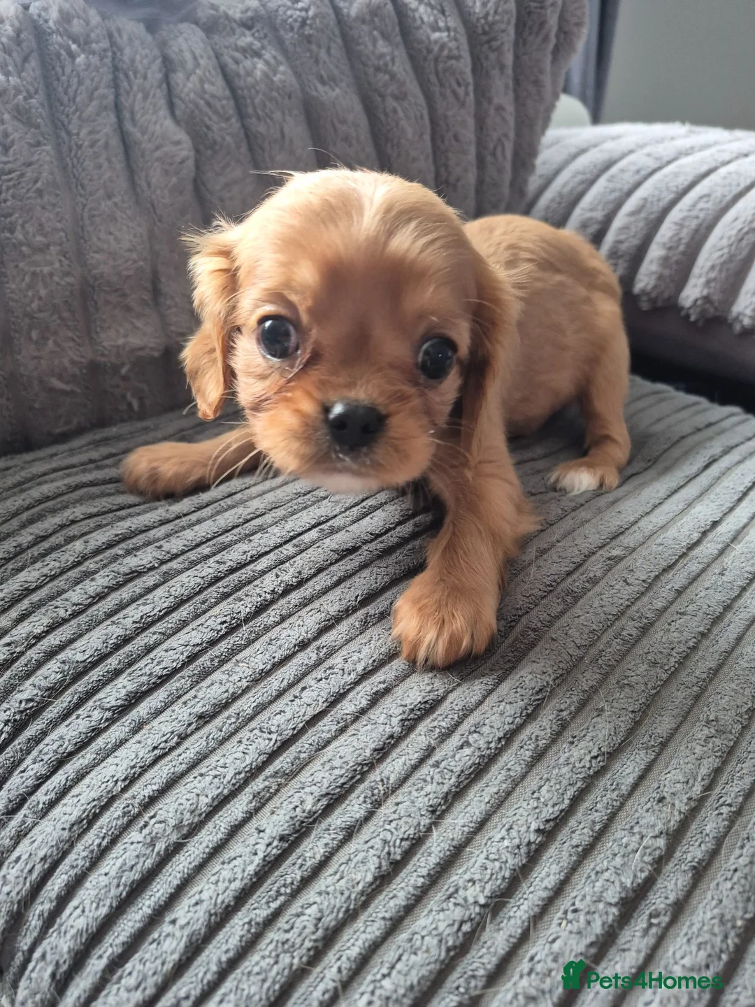 King Charles Spaniel dogs for sale: king charles cavalier pups READY NOW - Advert 2
