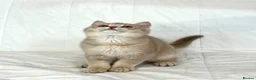 British Shorthair cats for sale: 🐾Purebred BSH Kittens🐾  in London - Advert 23
