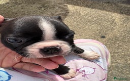 Boston Terrier dogs for sale: 🩷BOSTON TERRIER PUPPIES🩷 - Image 19