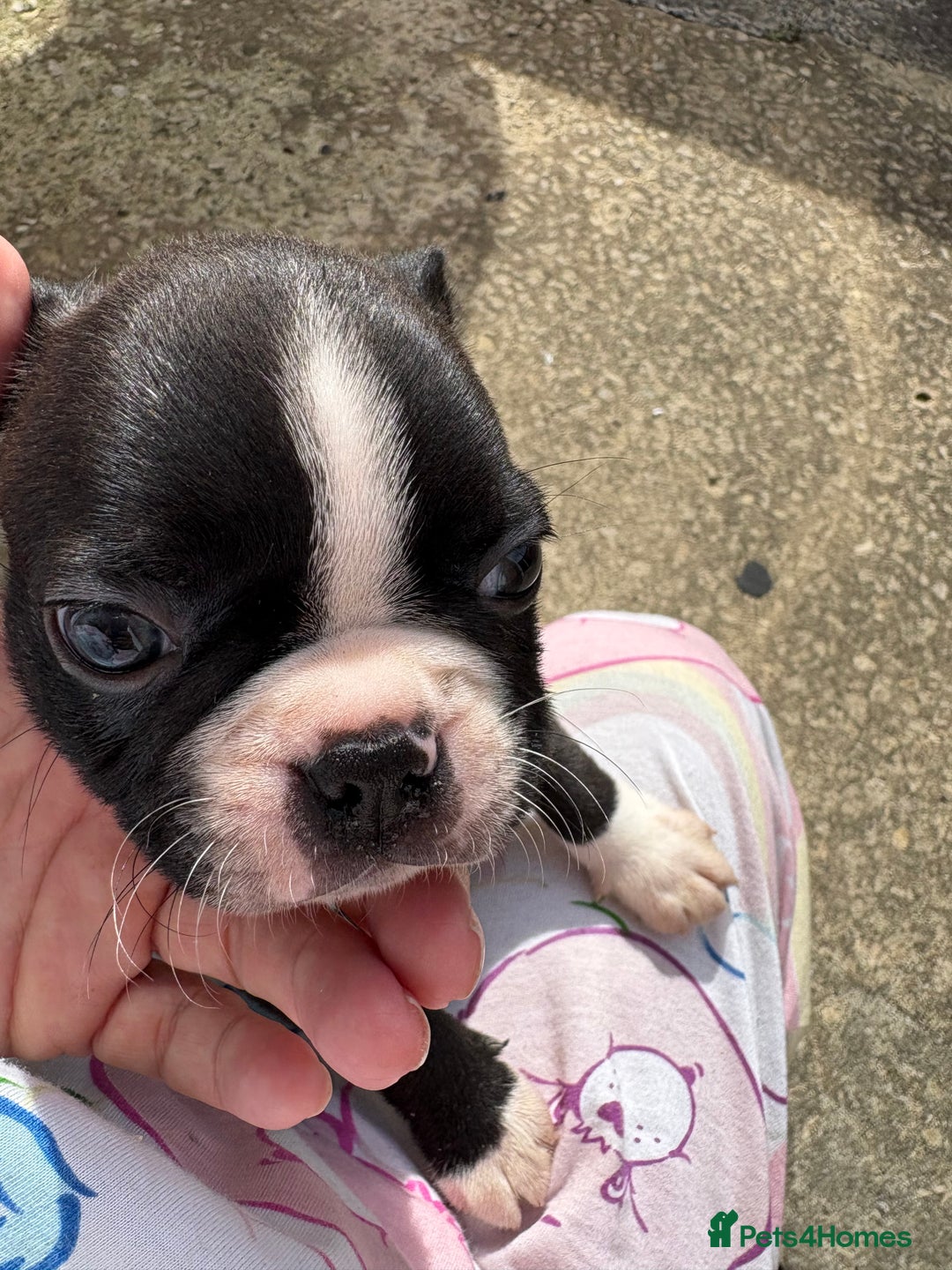 Boston Terrier dogs for sale: 🩷BOSTON TERRIER PUPPIES🩷 - Image 19