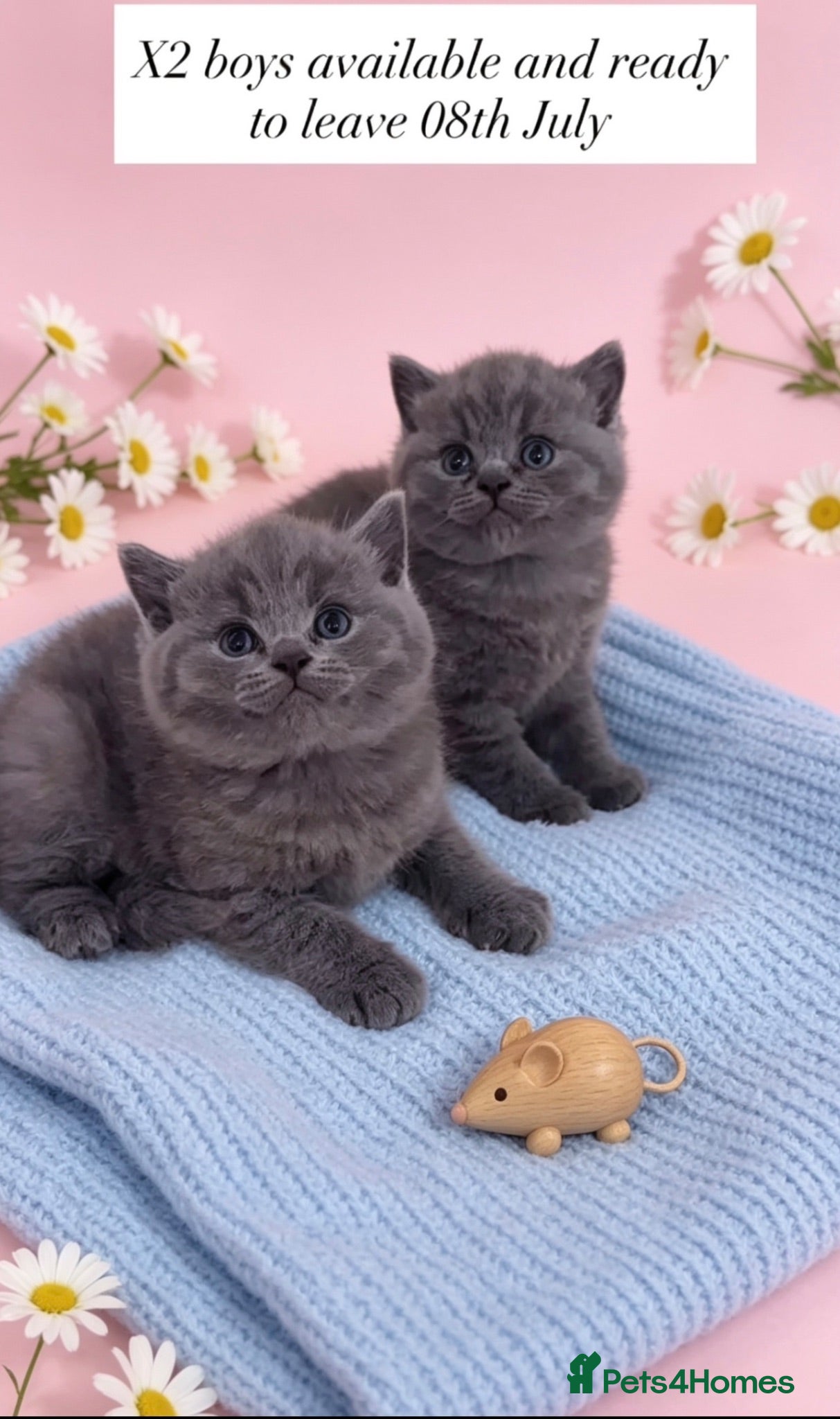 British Shorthair cats British Blue Short Hair Kittens  - Advert 6