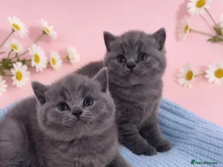 British Shorthair cats British Blue Short Hair Kittens - Advert 6